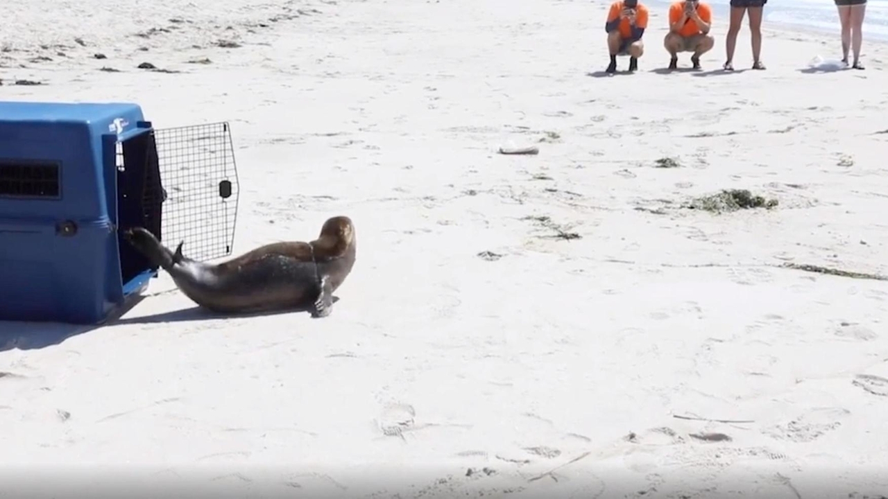 To the rescue! Long Islanders save wildlife, one animal at a time - Newsday