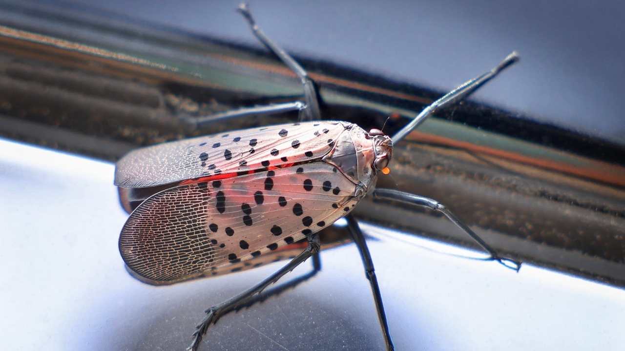 The spotted lanternfly is coming — and Long Island vineyards say they're ready