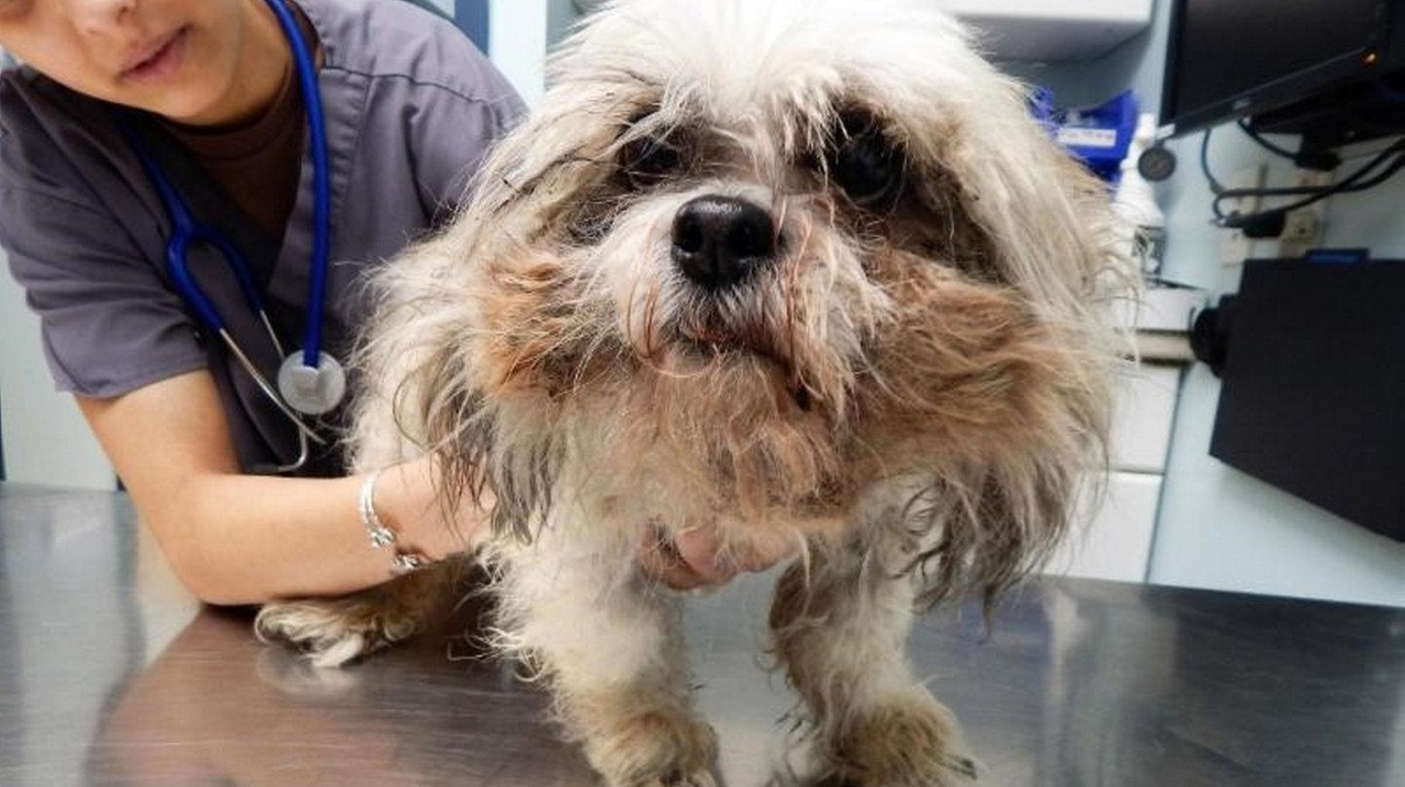 Hempstead woman neglected dog, Nassau SPCA says - Newsday