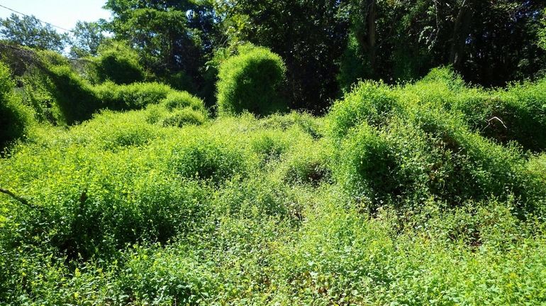 Mile-a-minute weed overruns a site after superstorm Sandy. 