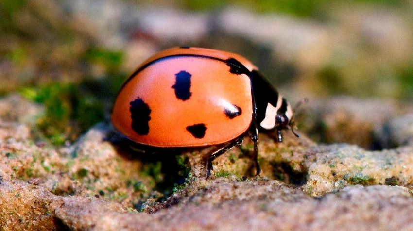 Nine-spotted ladybug makes NY comeback with breeding program - Newsday