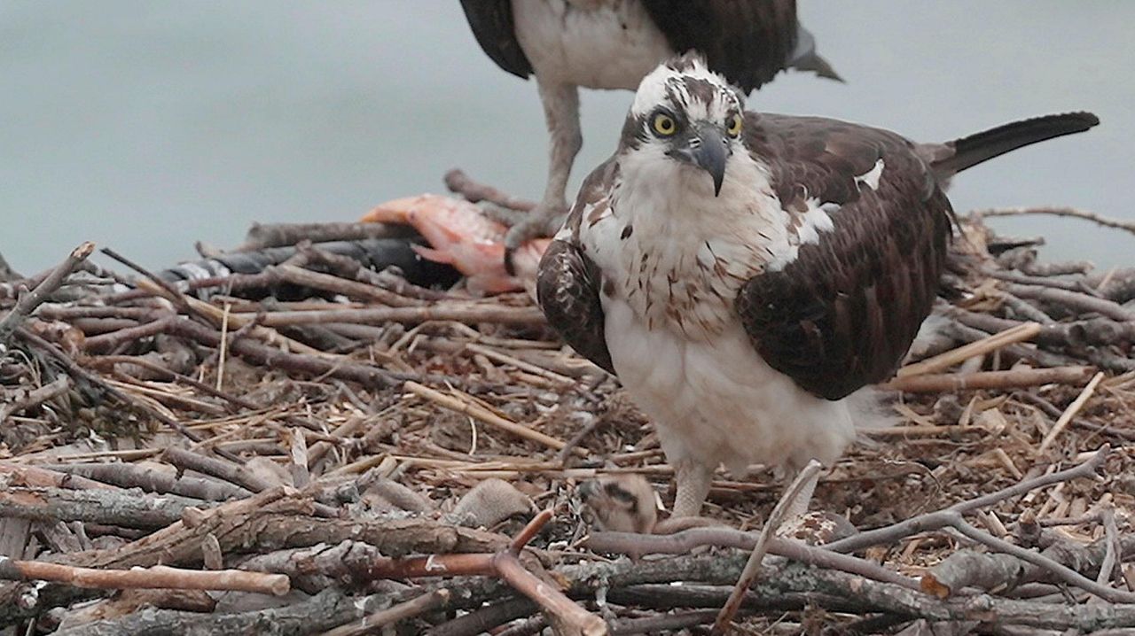 Three baby osprey born in nest next to Huntington Lighthouse Newsday