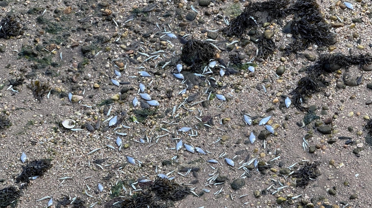 Cold Spring Harbor beach site of fish kill, state DEC says