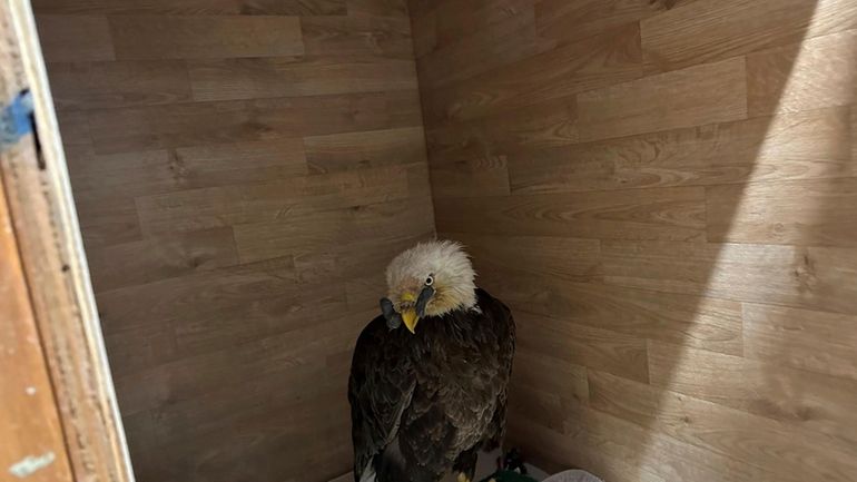 A bald eagle that was found with gunshot wounds to...