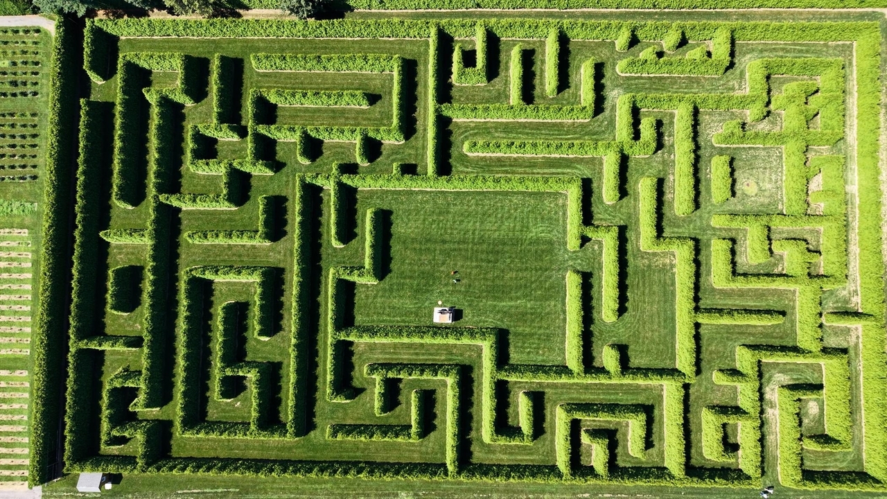 Out East: Shamrock Christmas Tree Farm's new evergreen maze