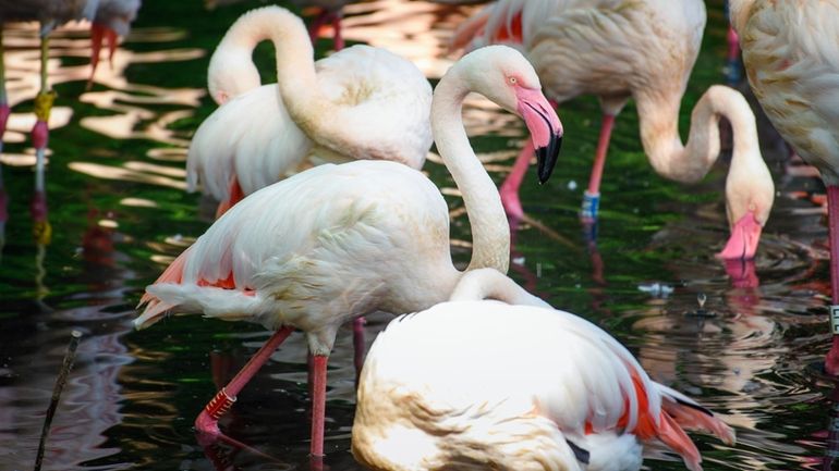 Flamingo Ingo stands in the sunlight in a small lake...