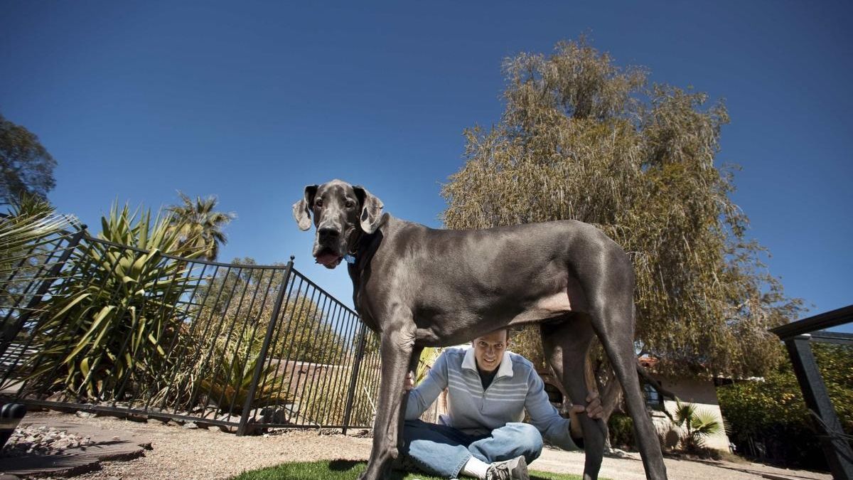 Guinness Declares Great Dane World's Tallest Dog - Newsday