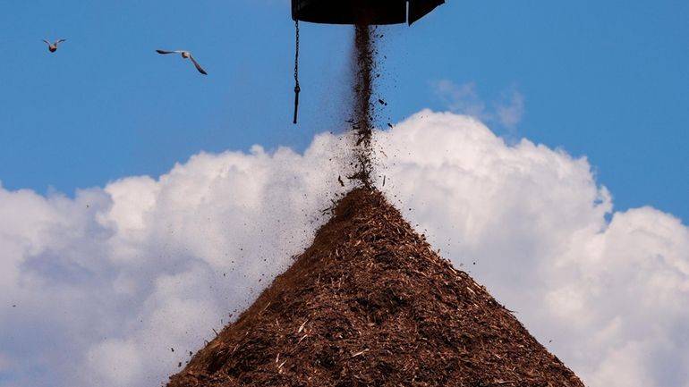 Birds fly past a pile of wood used to make...