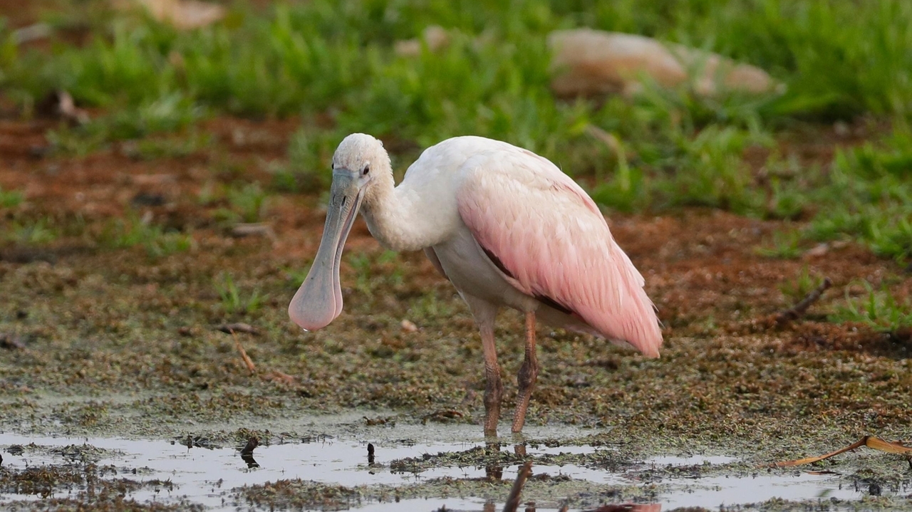 Birders flock to Green Bay to catch glimpse of Gulf Coast shorebird last seen in Wisconsin in 1845 - Vimarsana News