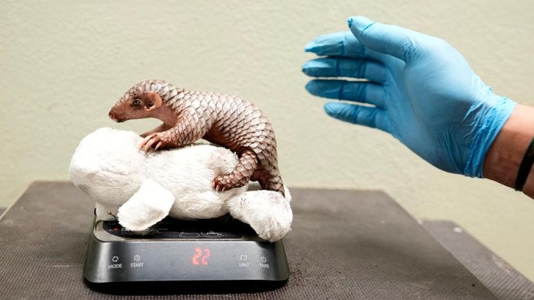 A newborn baby Chinese pangolin is weighed at the Prague...