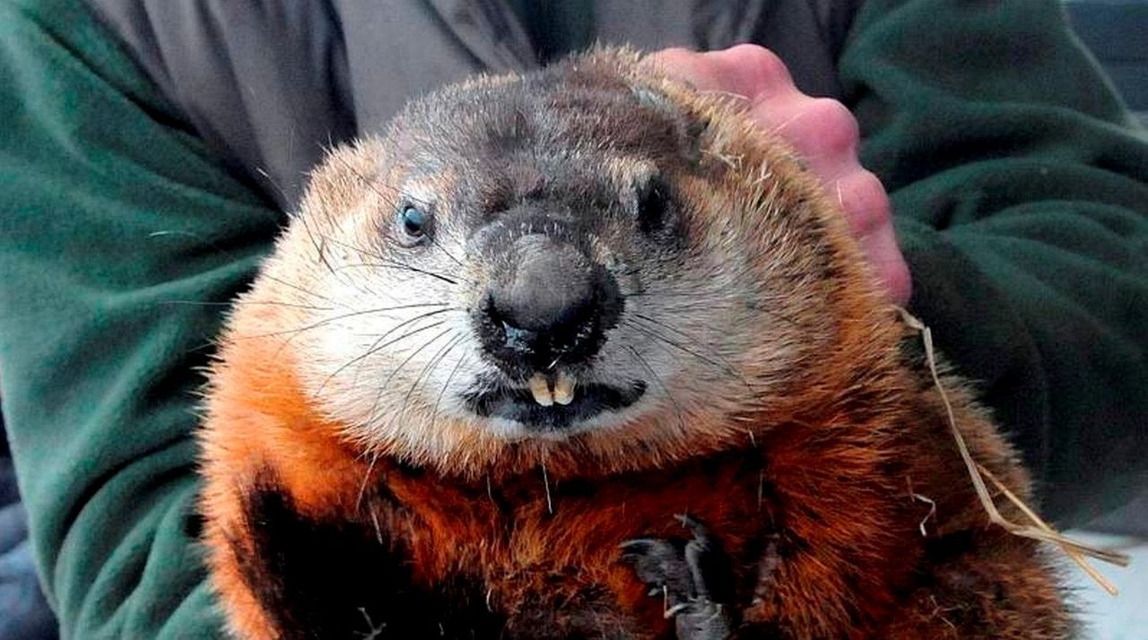 Holtsville Hal and Malverne Mel, Long Island’s resident groundhogs, to