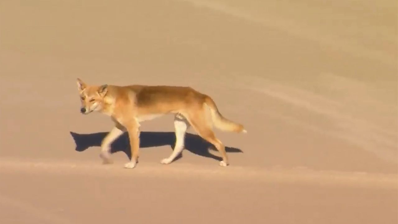 Dingoes attack a woman jogging on Australian island beach and leave her