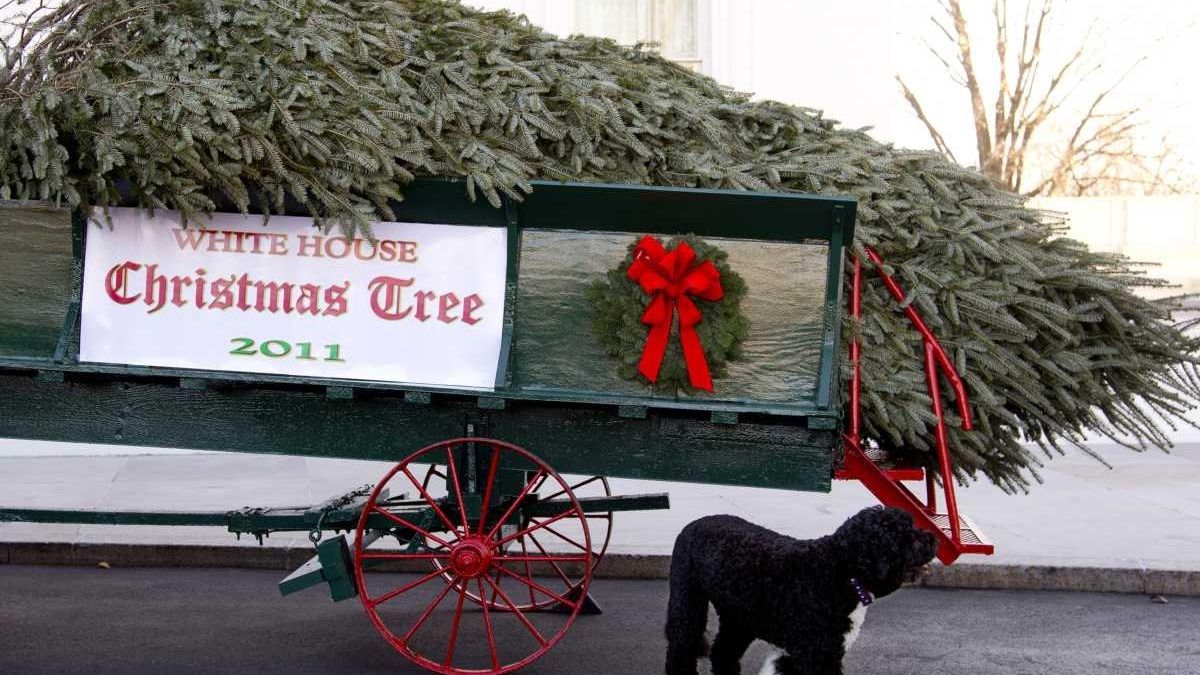 Official White House Christmas tree delivered Newsday
