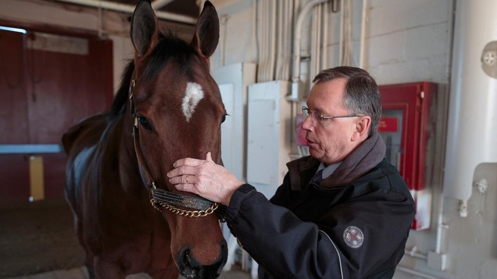 Racehorse deaths spur equine database research, safety drive - Newsday