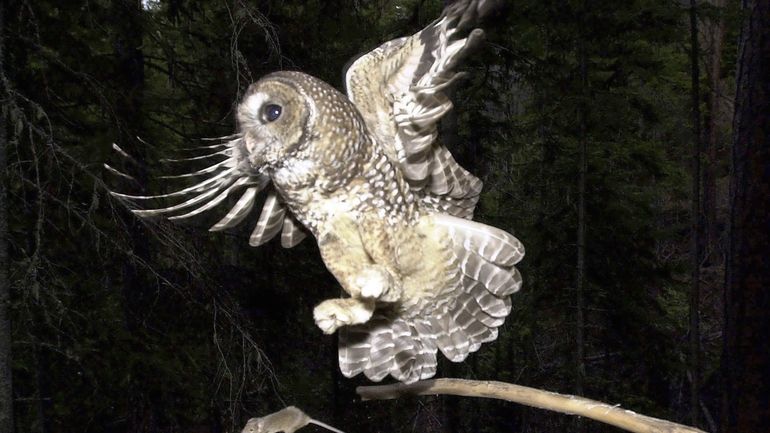 A northern spotted owl flies after an elusive mouse jumping...