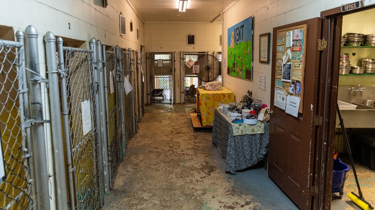 4 Long Island animal shelters to each receive $200,000 state grants for improvements - Vimarsana News