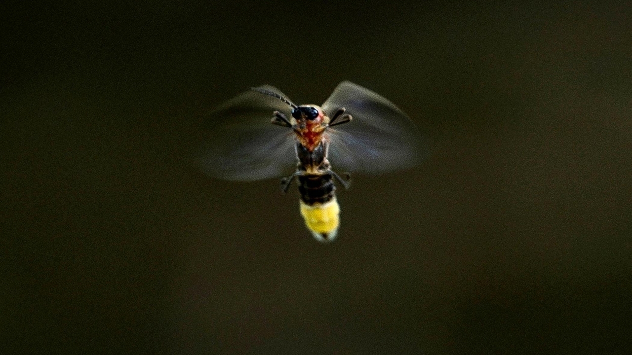https://cdn.newsday.com/ace/c:ZDJiYWY0YzItZWQ2Zi00:ODYwOGViYjEtYjg4Yy00/landscape/1280