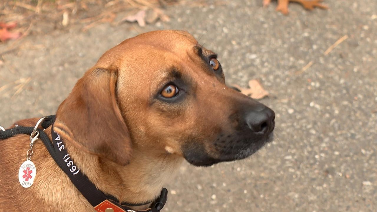 As mysterious dog illness spreads, Long Island canine owners, vets keeping vigilant Newsday