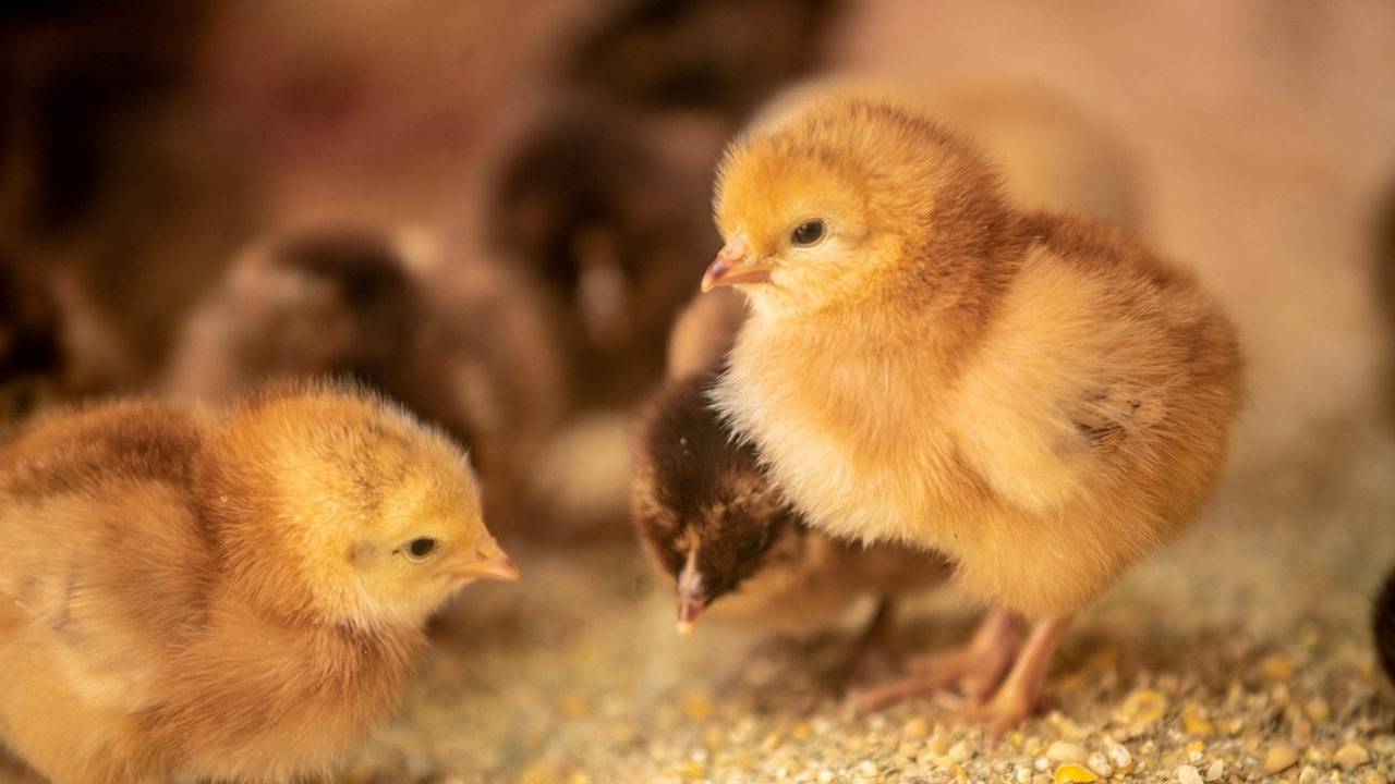Suffolk businesses cited for illegally selling days-old chicks - Vimarsana News