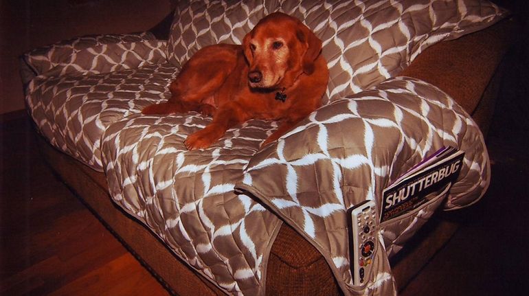 Kidsday reporter  Marissa Symington's dog, Sofie, on the sofa.