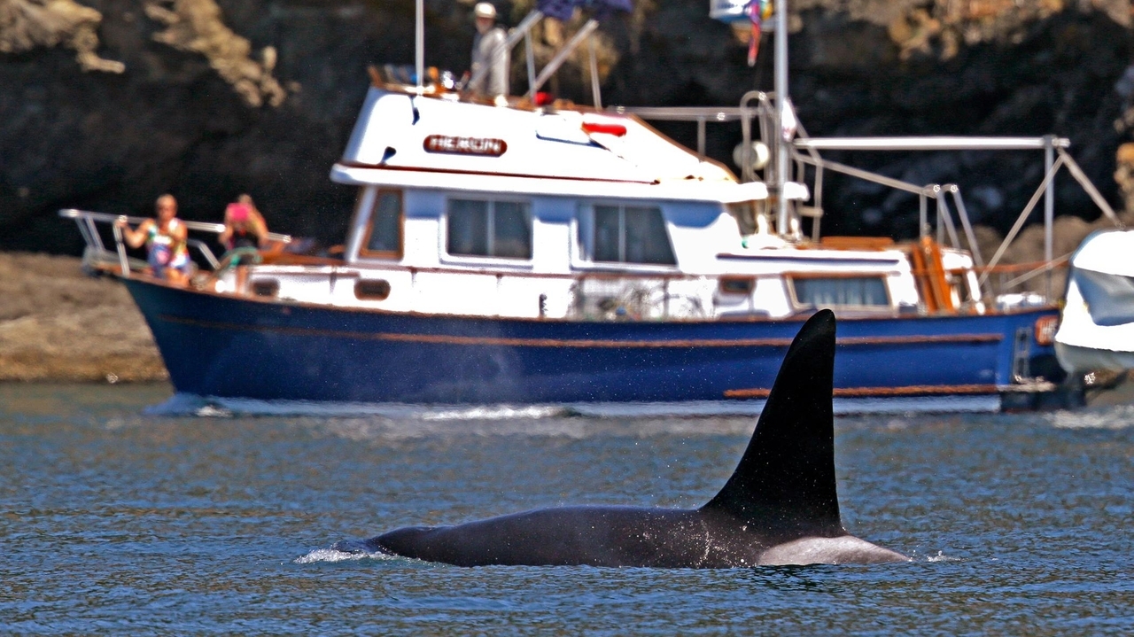 To keep whales safe, Coast Guard launches boat alert system in Seattle - Vimarsana News