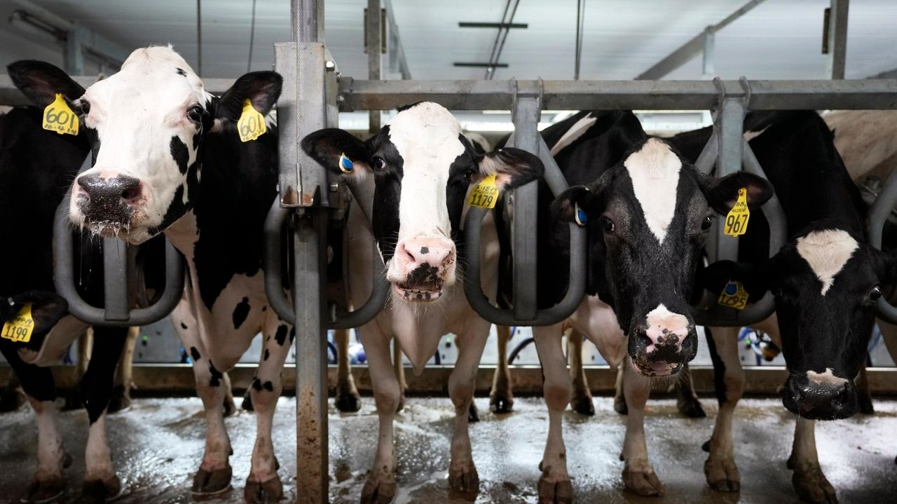 Scientists are testing mRNA vaccines to protect cows and people against