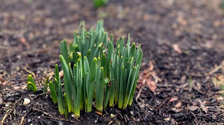 Daffodil plants outside a home in Huntington Station on Friday.