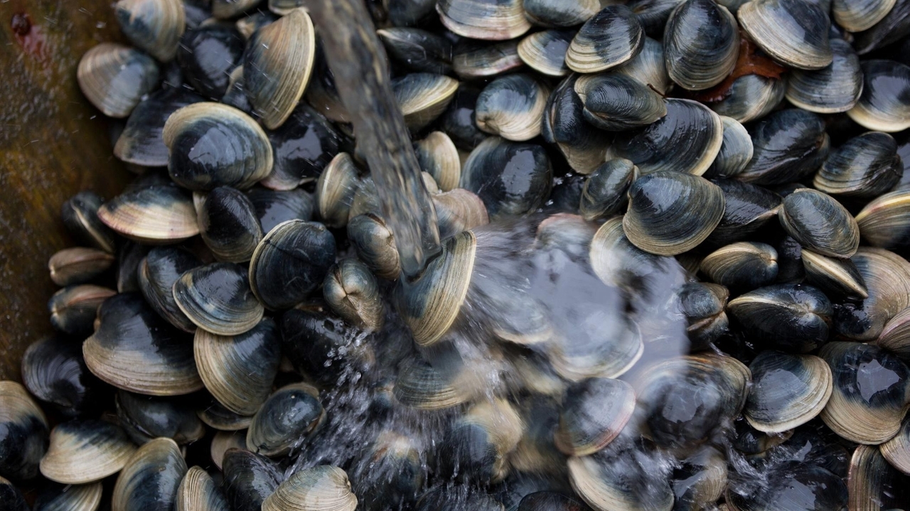 Court sides with Oyster Bay in shellfish case - Newsday