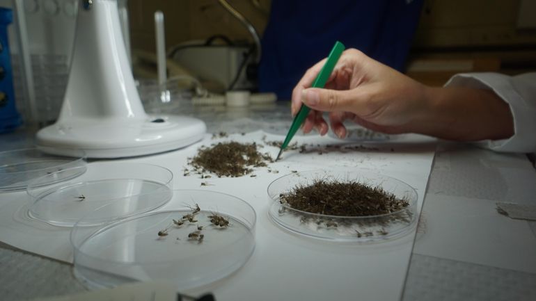 Mosquitoes being sorted and tested at the Suffolk County Department of...