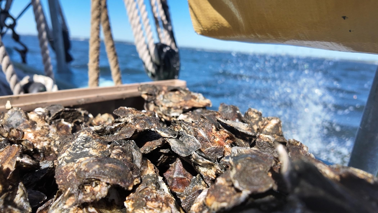 Baby oysters released into the Great South Bay