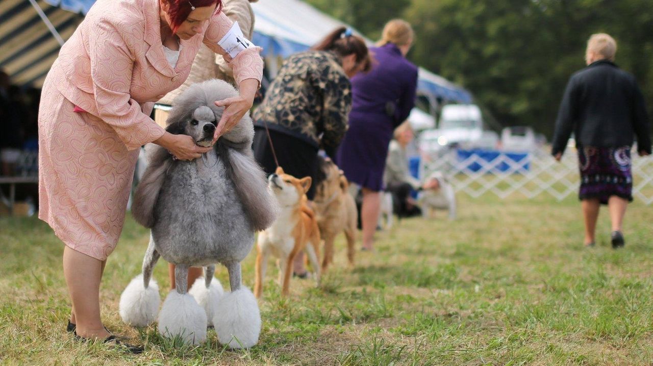 Dog shows and kennel clubs on Long Island Newsday
