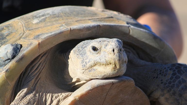 Gertie, an endangered Bolson tortoise, is shown to a group...