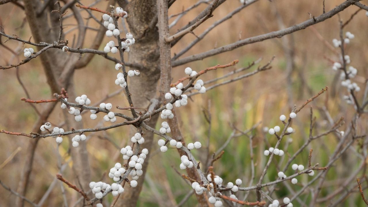 Seedlings to replace lost trees and shrubs now available at low cost