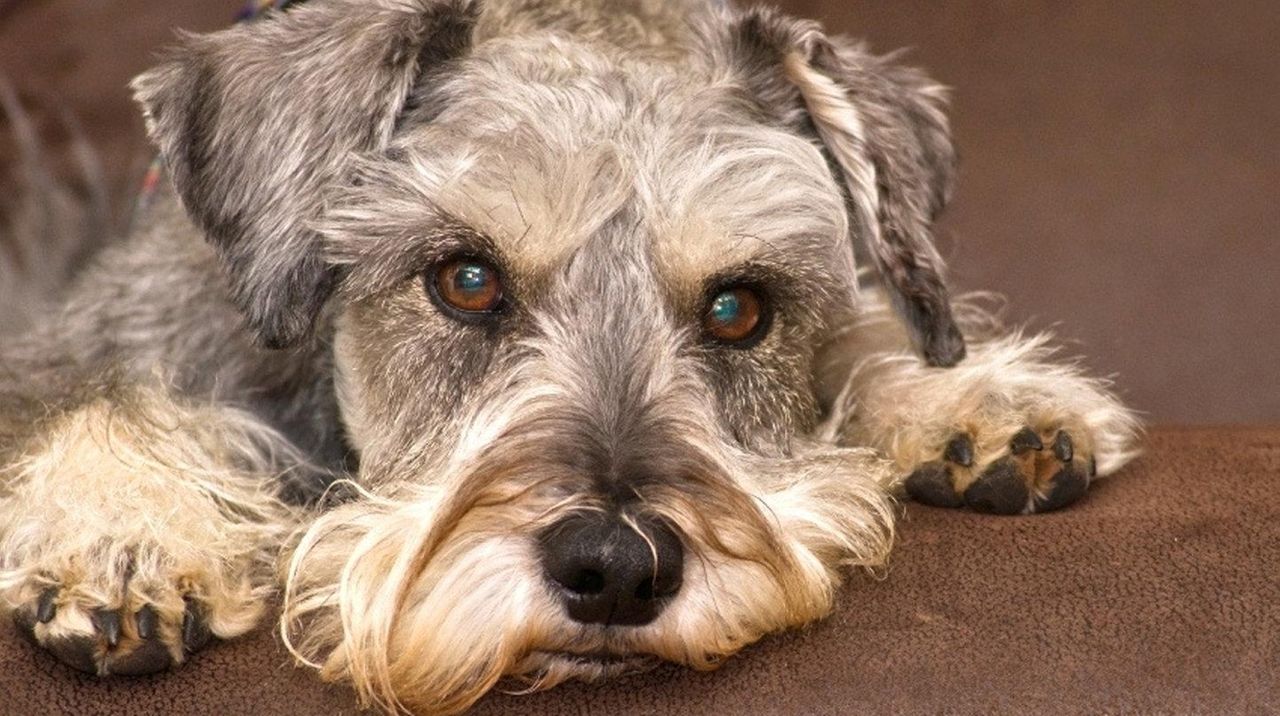 Teaching an old dog new tricks and teaching cats to get along Newsday