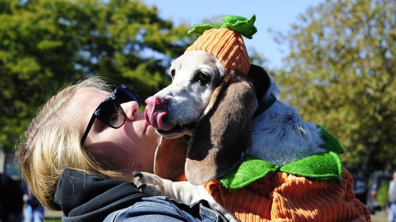 Many happy tales at Basset Hound Olympics Newsday