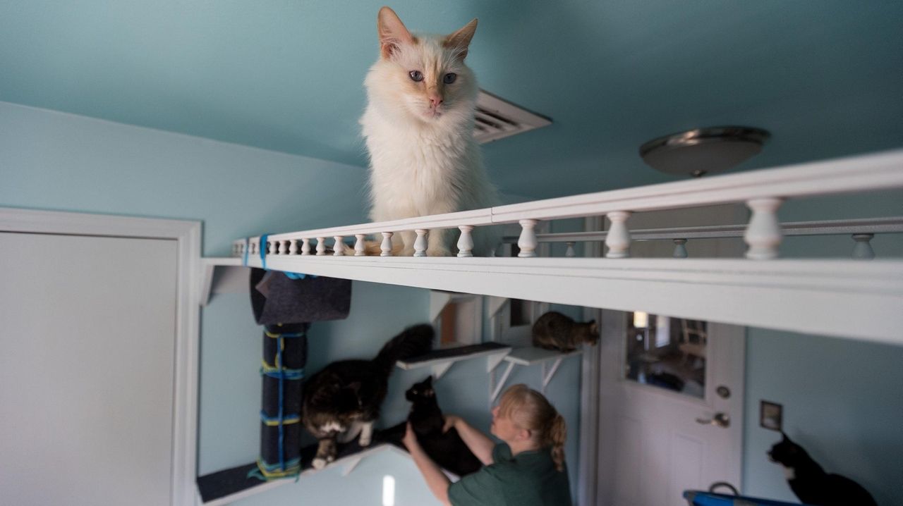 Pet-friendly home spaces: From cat patios to dog-washing stations