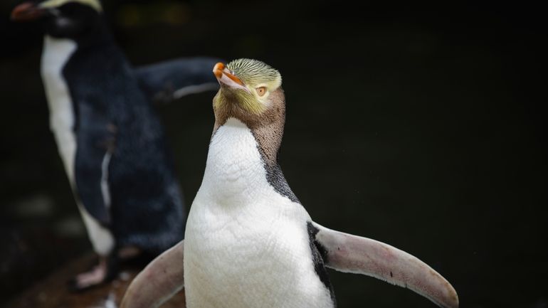 A hoiho or yellow-eyed penguin pictured on April 2, 2023,...