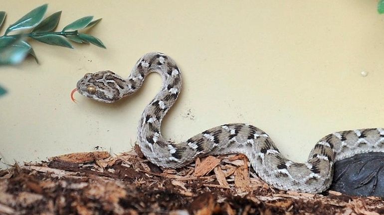 The actual snake, the highly-venomous Egyptian Saw-Scaled Viper, that bit...