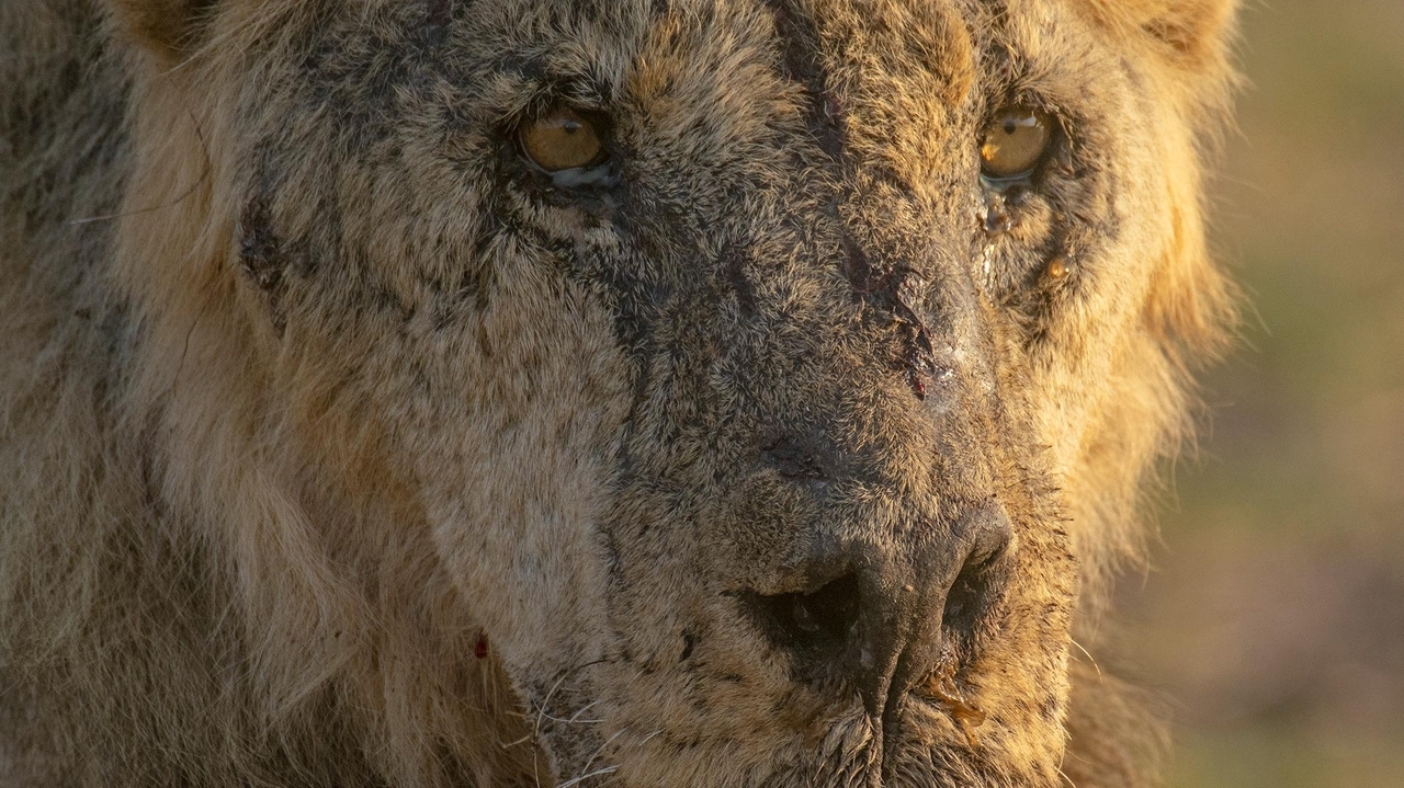In Kenya, lions are speared to death as human-wildlife conflict worsens amid drought - Vimarsana News