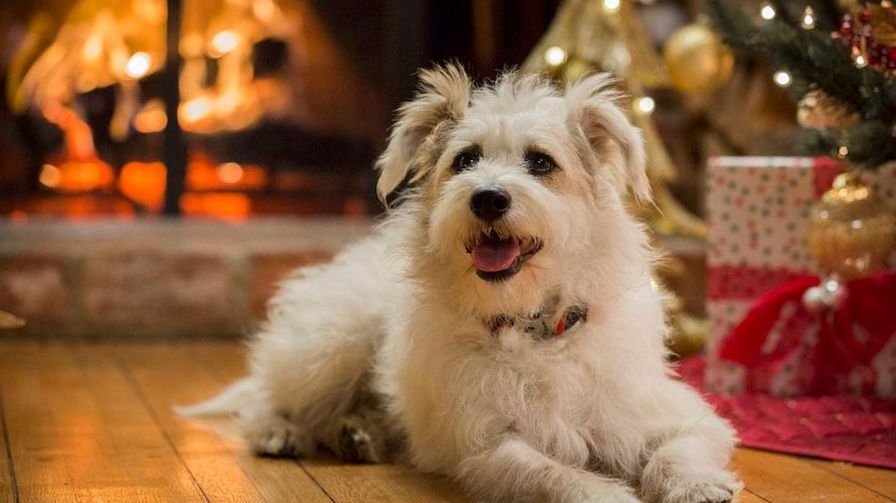 'A Happy Yule Log' to air on Hallmark channel features Happy the Dog