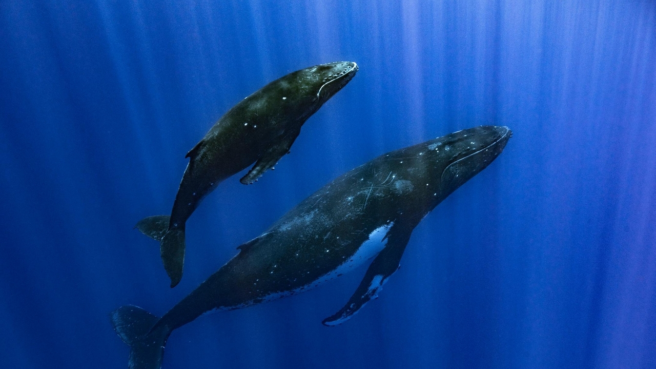 How do whales sing? Scientists point to a specialized voice box that other animals don't have - Vimarsana News