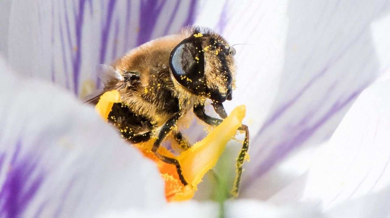 Woman Dies After 'acupuncture' Session That Used Live Bees Instead Of ...