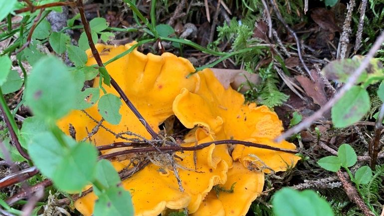 A golden chanterelle mushroom, shown here in Stockholm, Sweden, on...