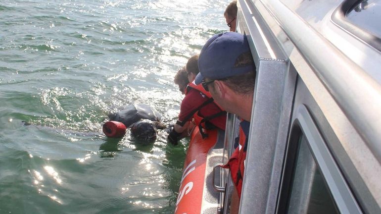 Marine biologists from the Riverhead Foundation for Marine Research and...