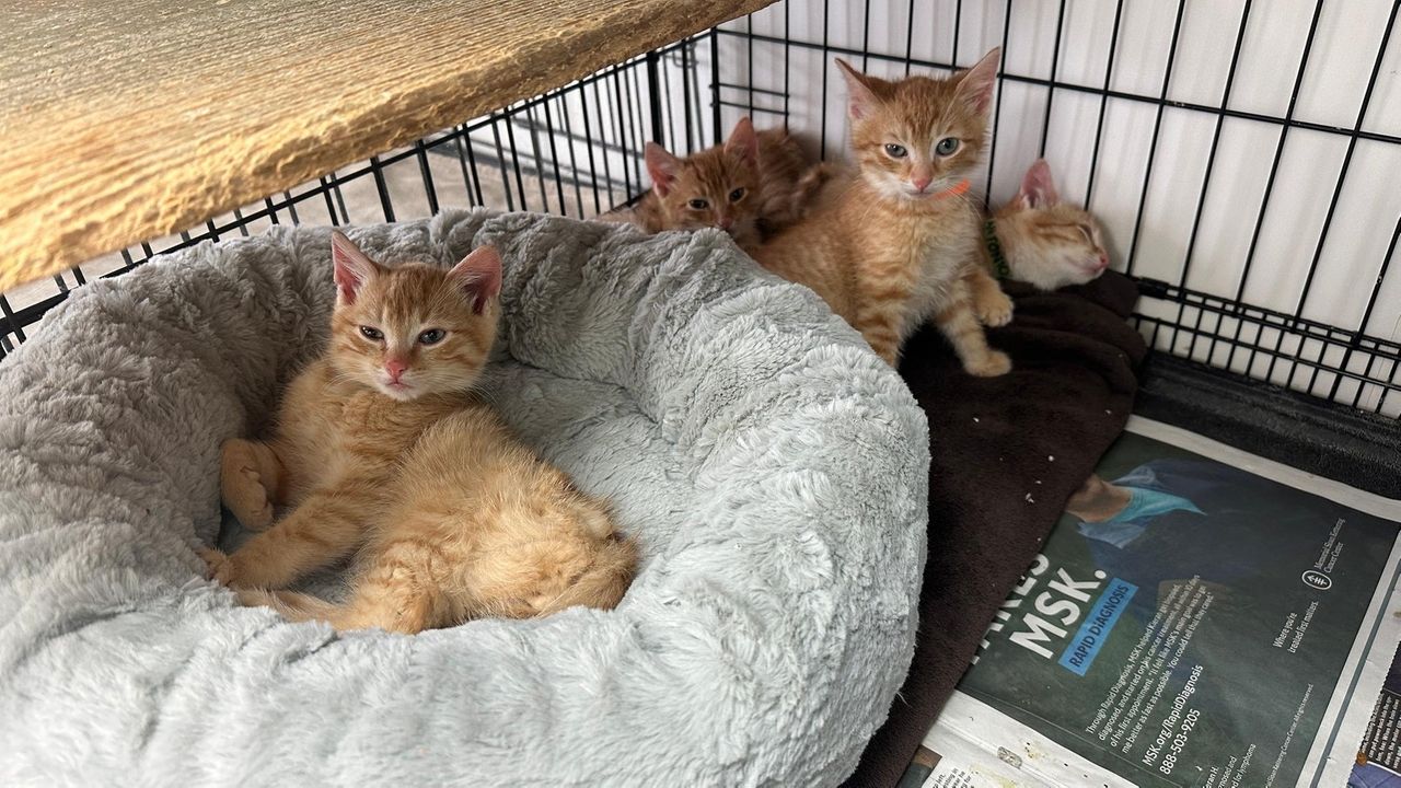 Women's humane society store cats