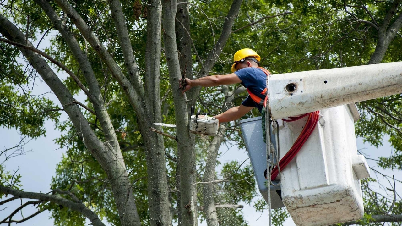 Picture of Letter: Tree removal and safe sidewalks - Newsday