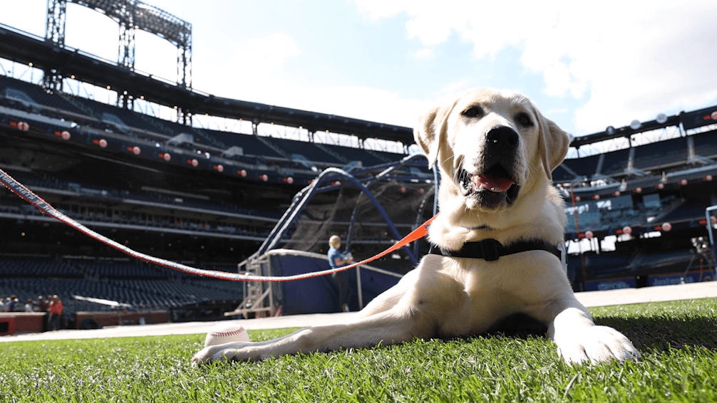 Meet Shea, the service dog in training with the Mets Newsday