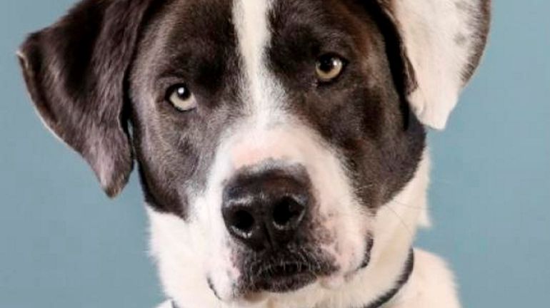 He may not look like overly excitable, but Tony, a 70-pound...