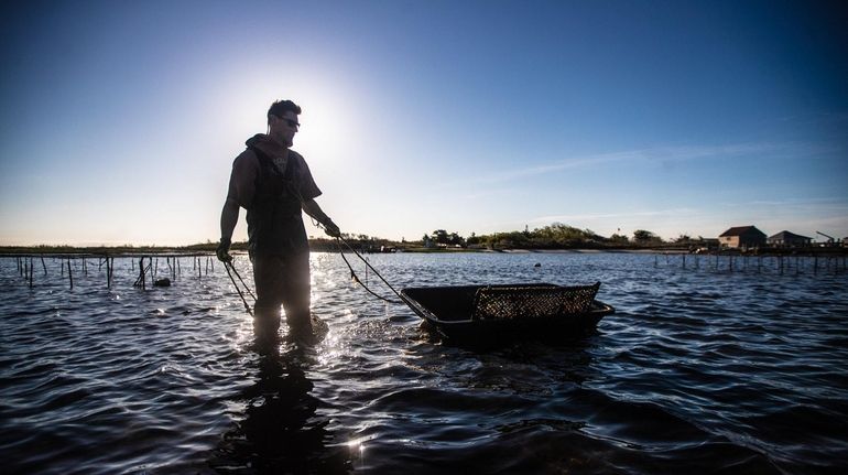 Sean O'Brien delivers a load of Fire Island Blues to...