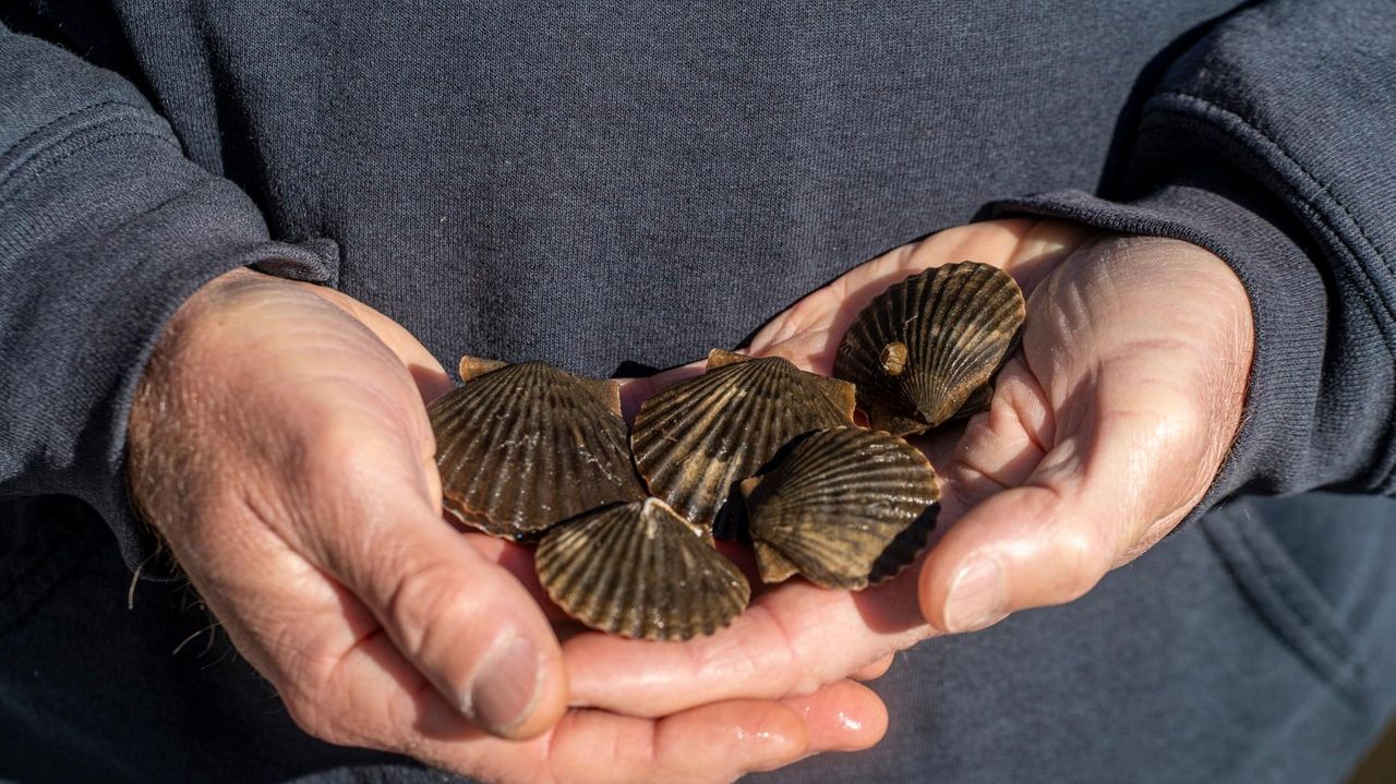 Peconic Bay scallops make lateseason comeback Newsday